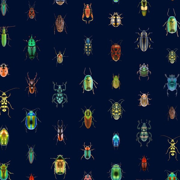Beetle 1