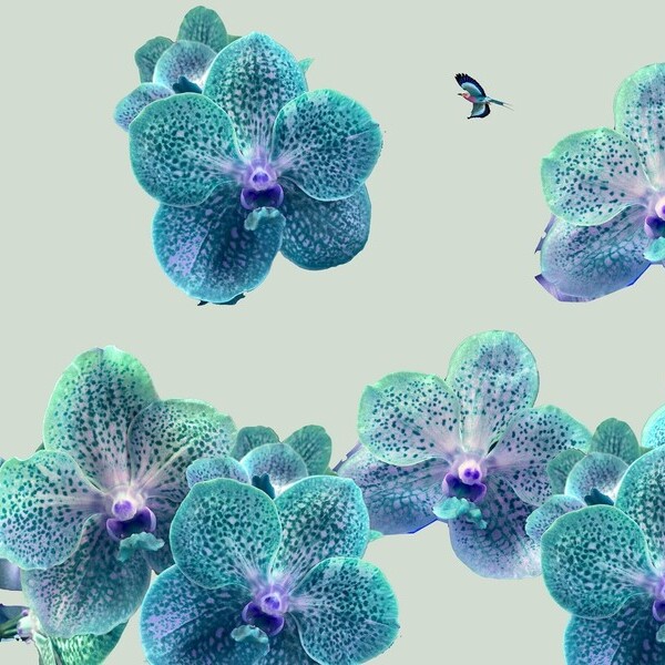 Orchideen_hell